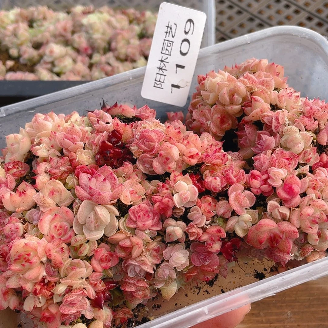 多肉植物多肉植物1109