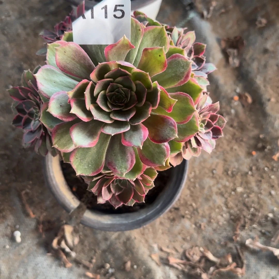 杨***子粉花妖一物一拍115