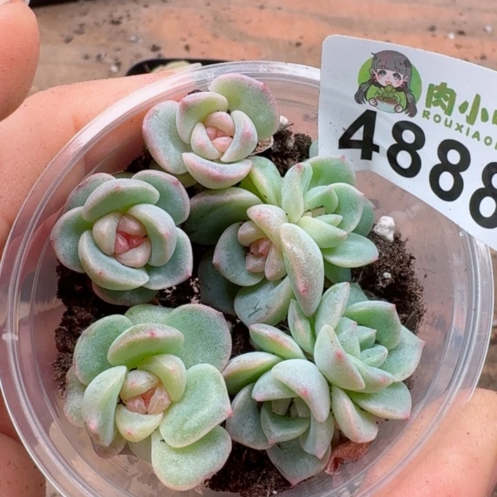 多肉植物多肉植物