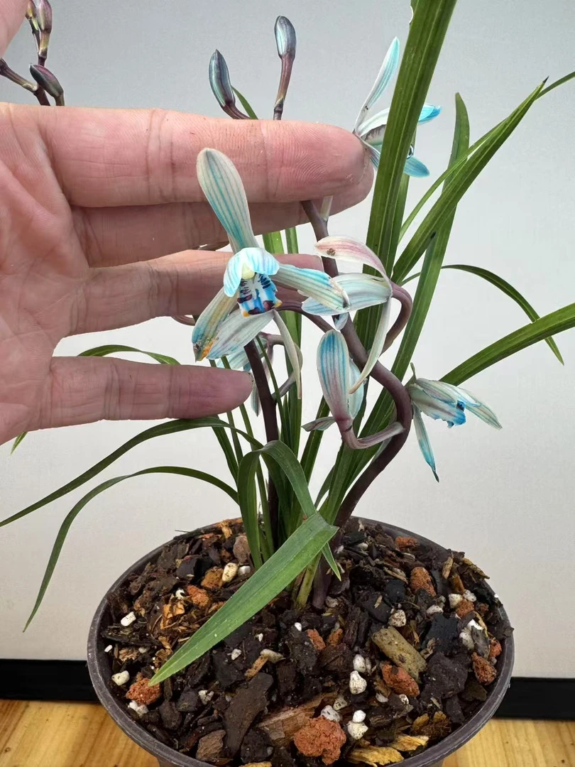 兰花莲瓣兰烟雨江南