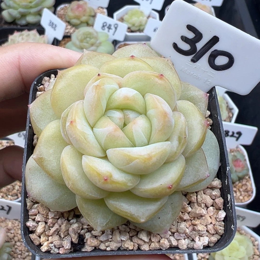 310号风花雪月系列西江月
