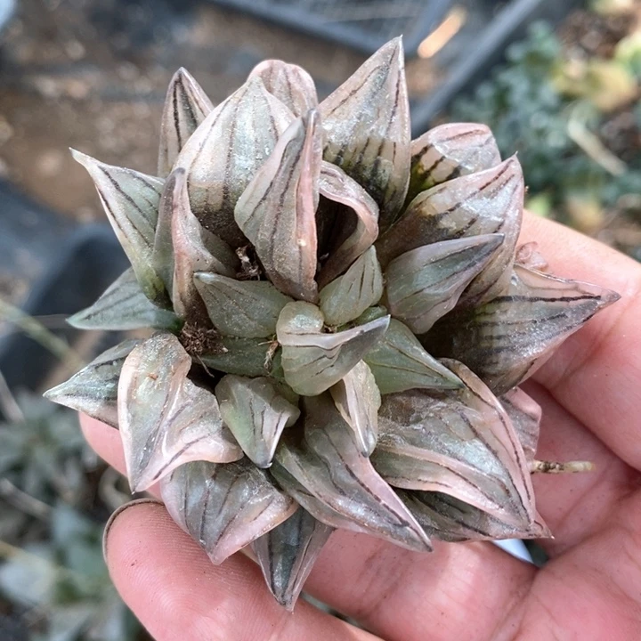 你****吗1723。一颗福利。