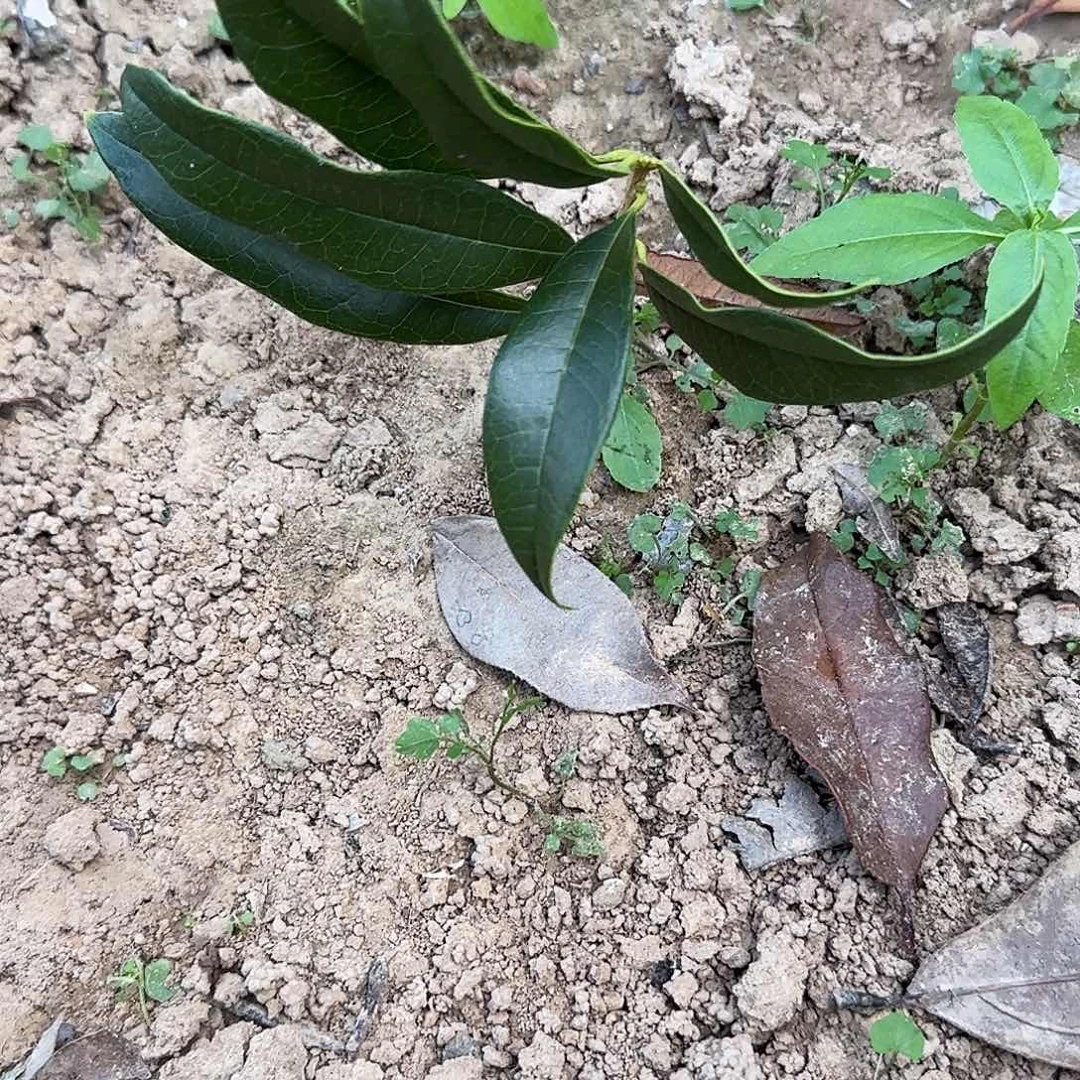 帅****无花朵桂花。四季桂系列