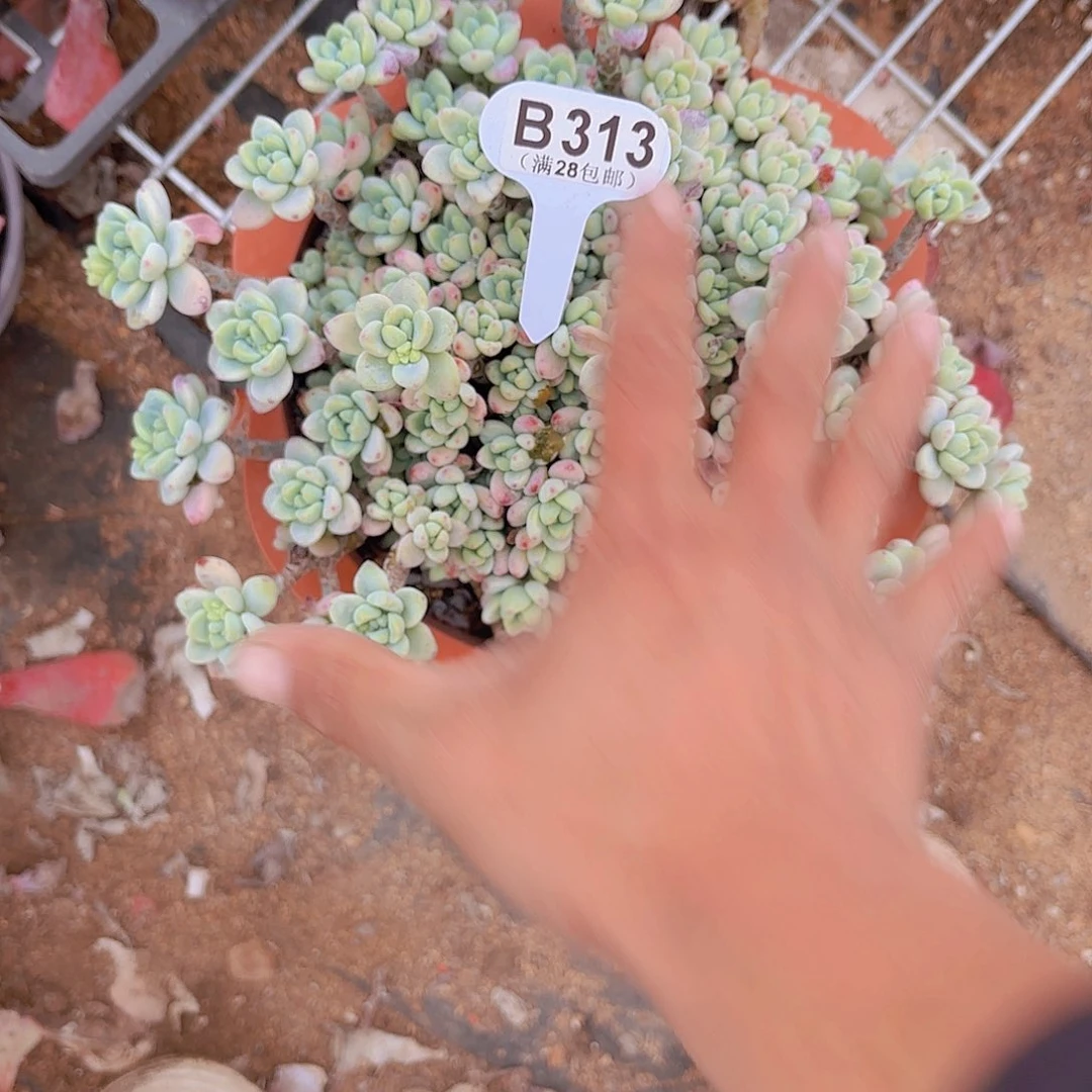 手****✨B313劳尔一物一拍