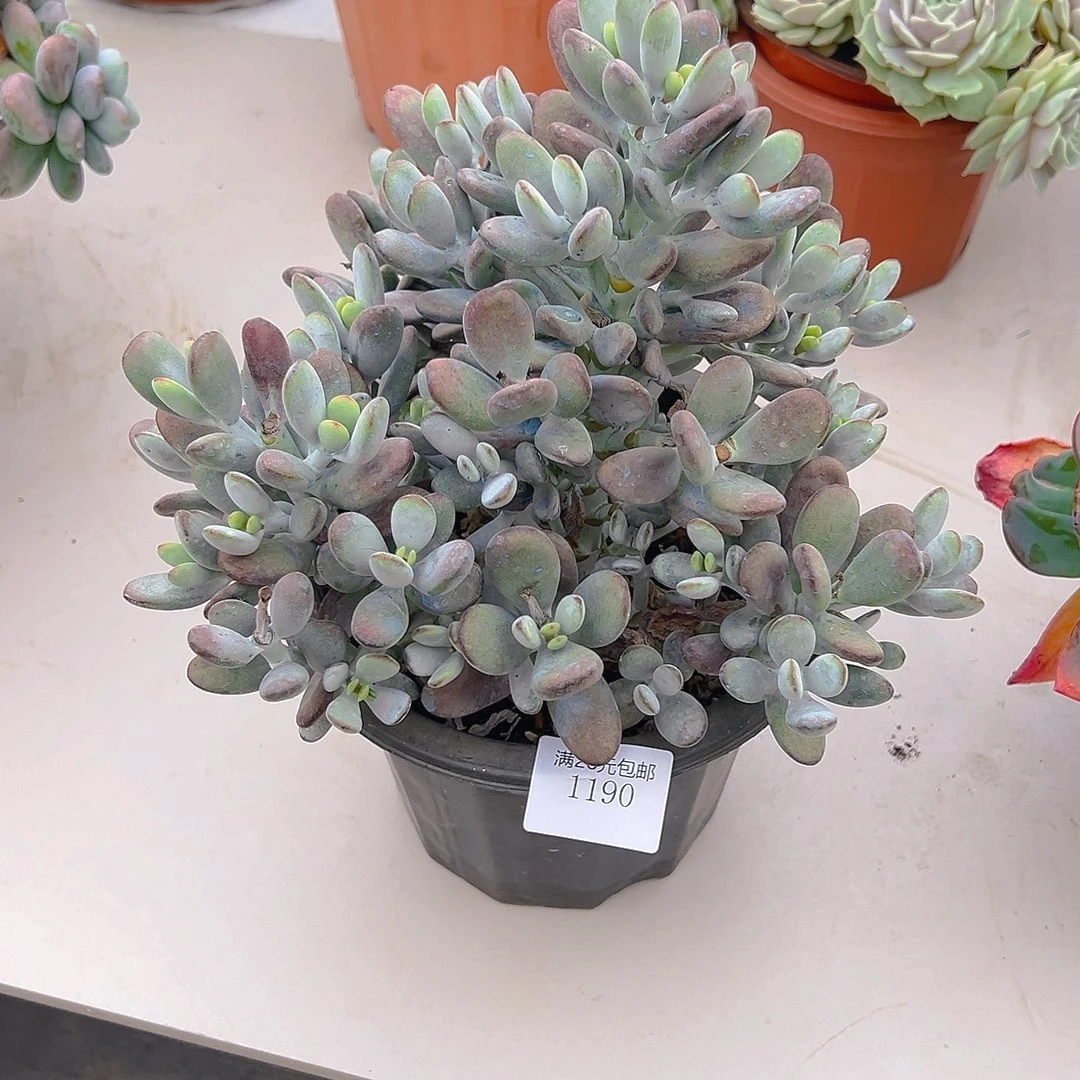 一***光1190乒乓福娘多肉植物多肉