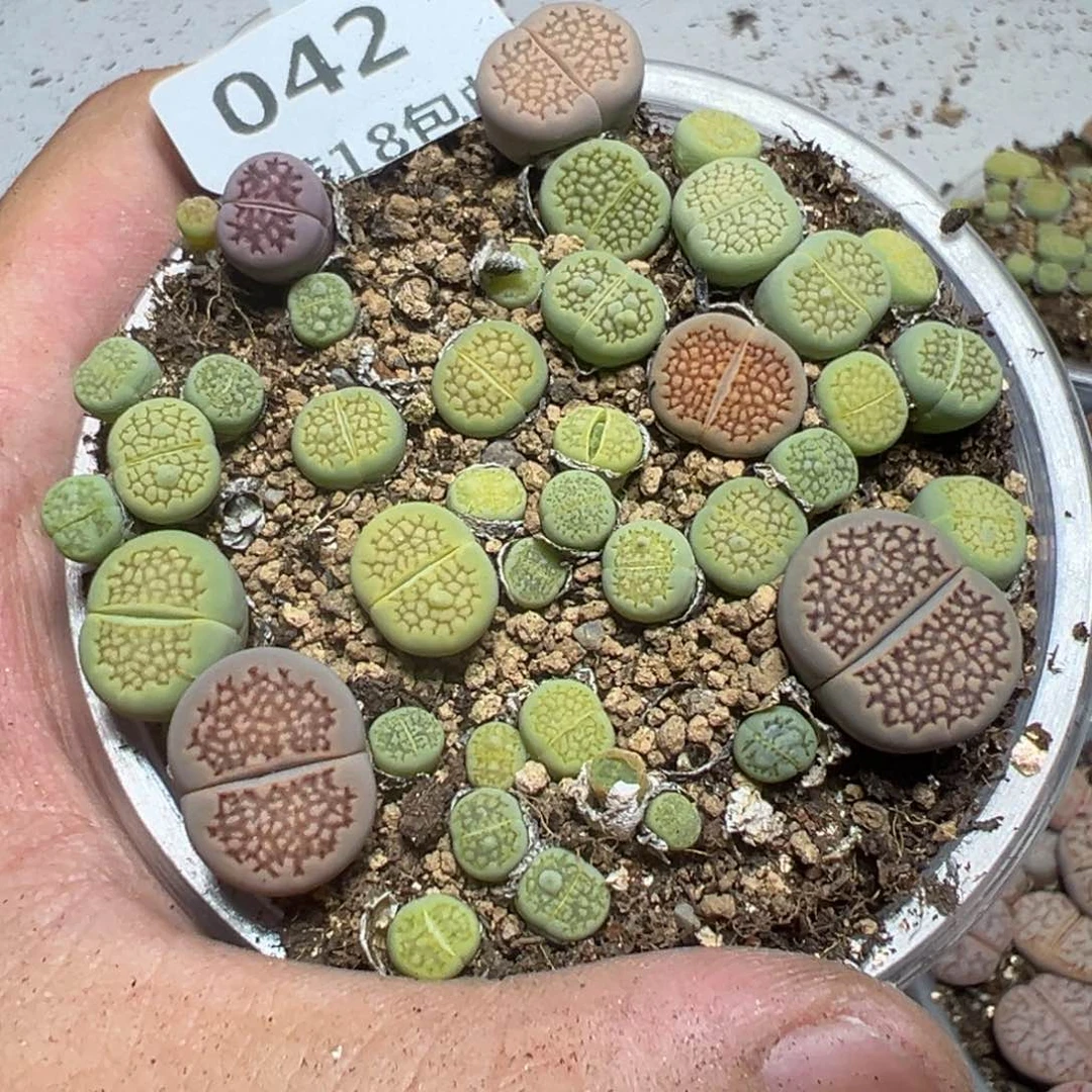 【闪购商品】 042。