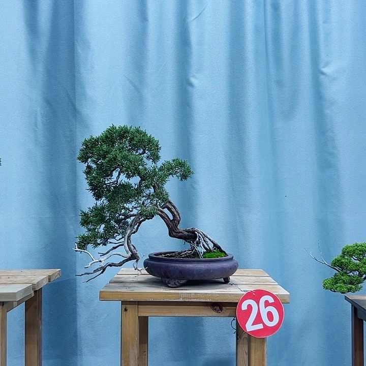 无花朵老桩老盆济州真柏