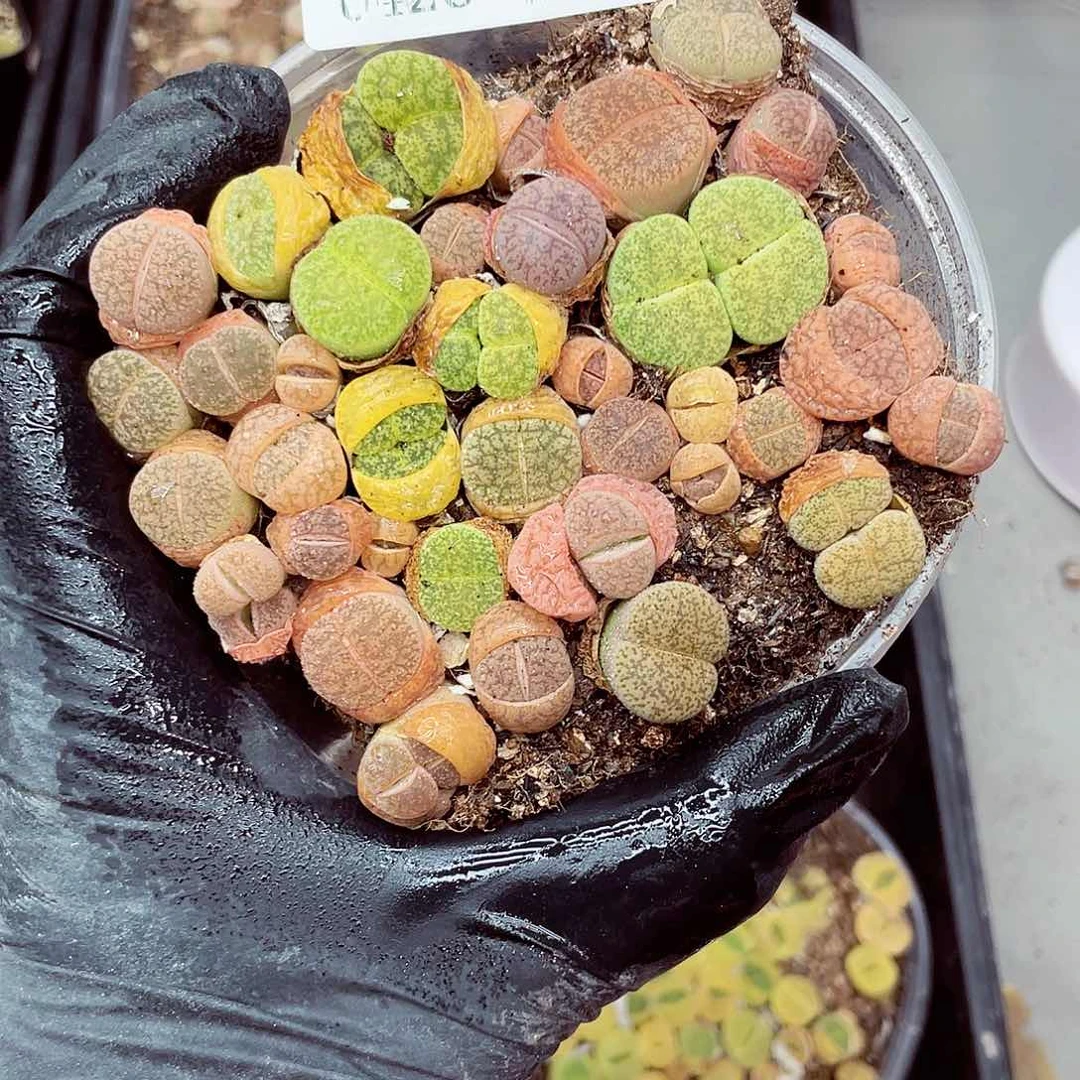 郎哥多少18包邮0426-246