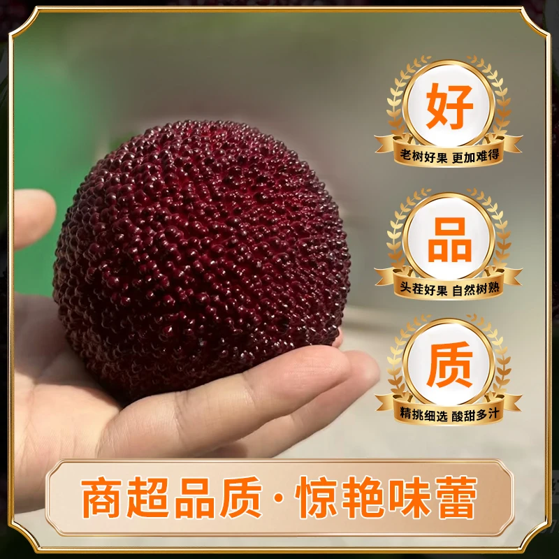 【新8A现货现发】正宗仙居杨梅东魁新鲜水果20-25g顺丰包邮礼盒装新鲜杨梅浙江省