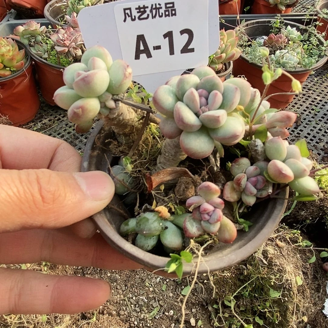 一物一拍A12满9.9包邮
