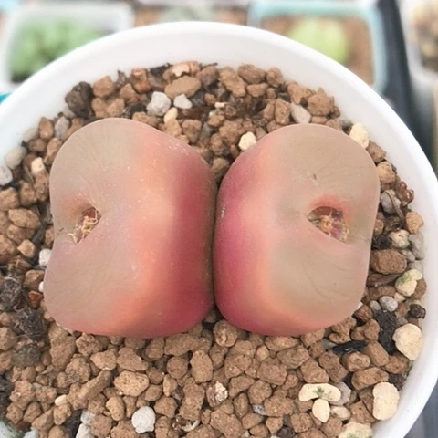 多肉肉锥 双头红蟠桃