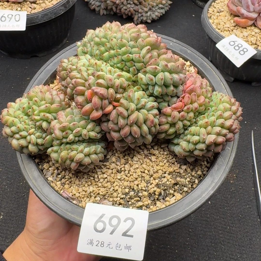 692白胖子缀（15厘米左右）拍下联系客服