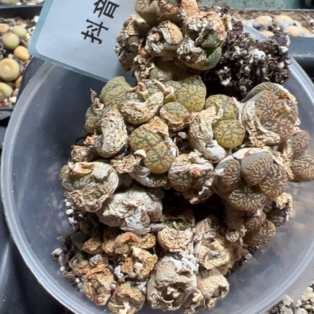 8-95量拍鸟哈尼一碗，多肉