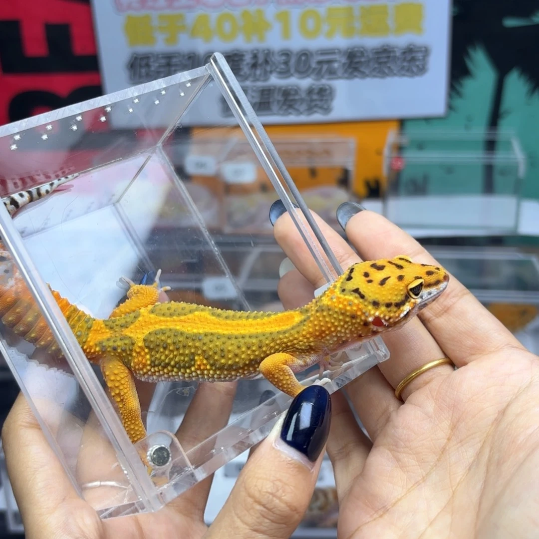 豹纹守宫翡翠妹妹P64