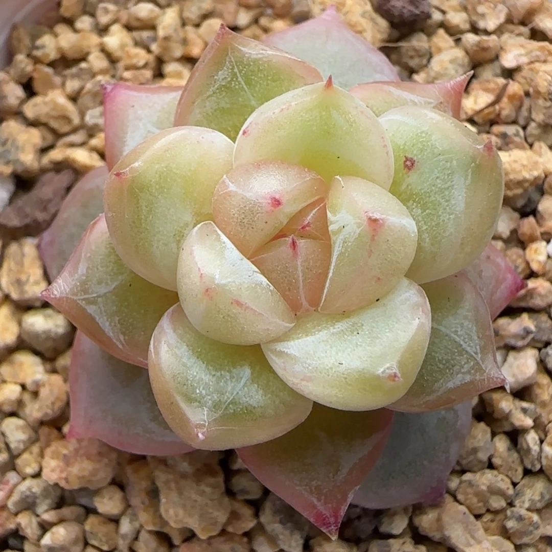 【满29包邮非偏远】905珍妮