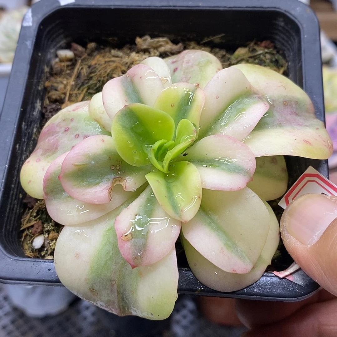27210 红梅覆轮锦