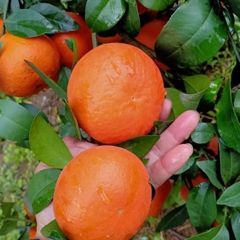 【华大牙】正宗广西武鸣沃柑5斤/9斤新鲜水果柑橘果园直发