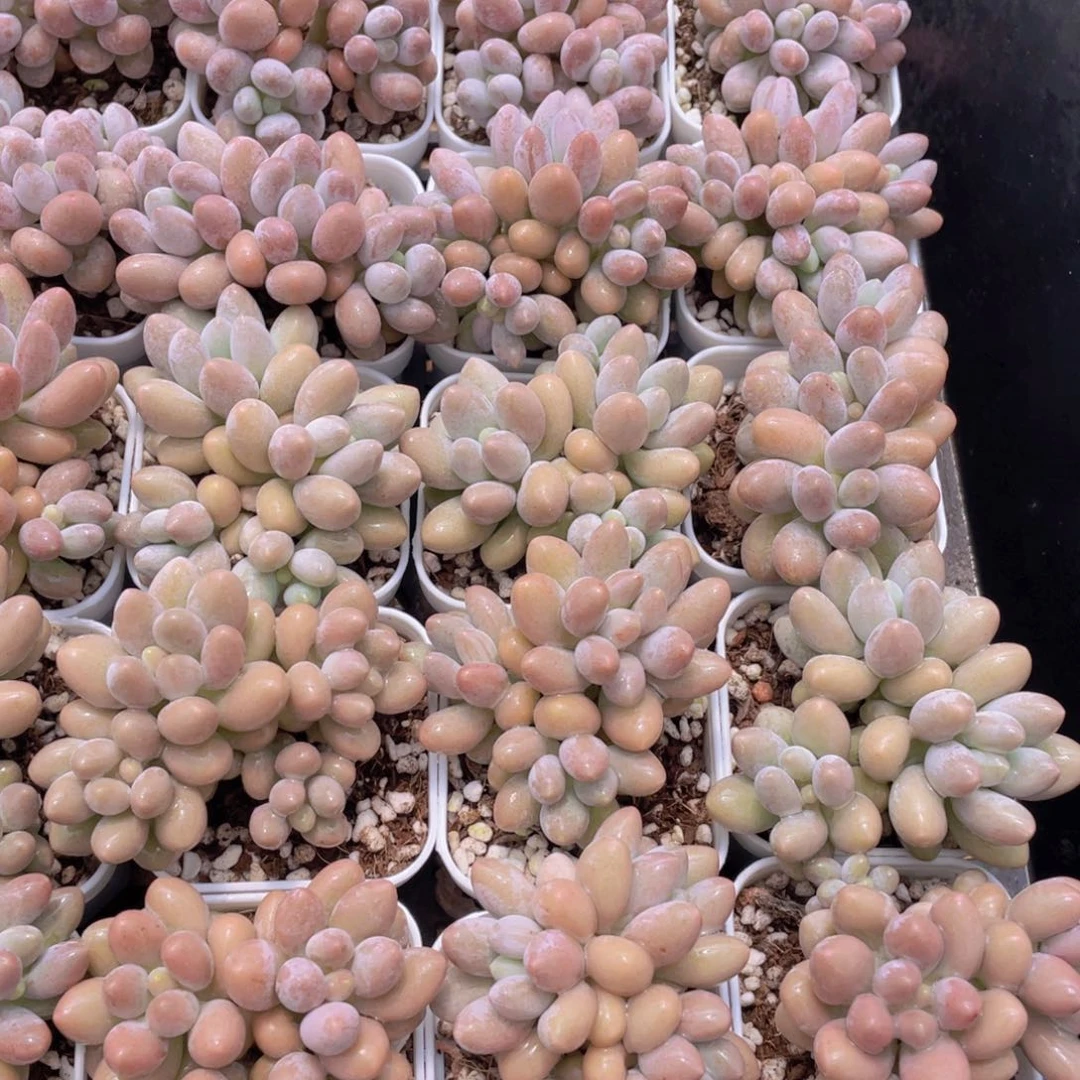 量拍42号 汤圆小群生一个