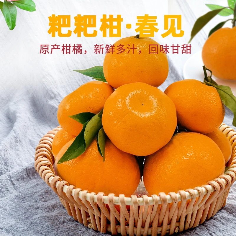 四川不知火舞丑橘新鲜水果当季皮薄爆汁特甜