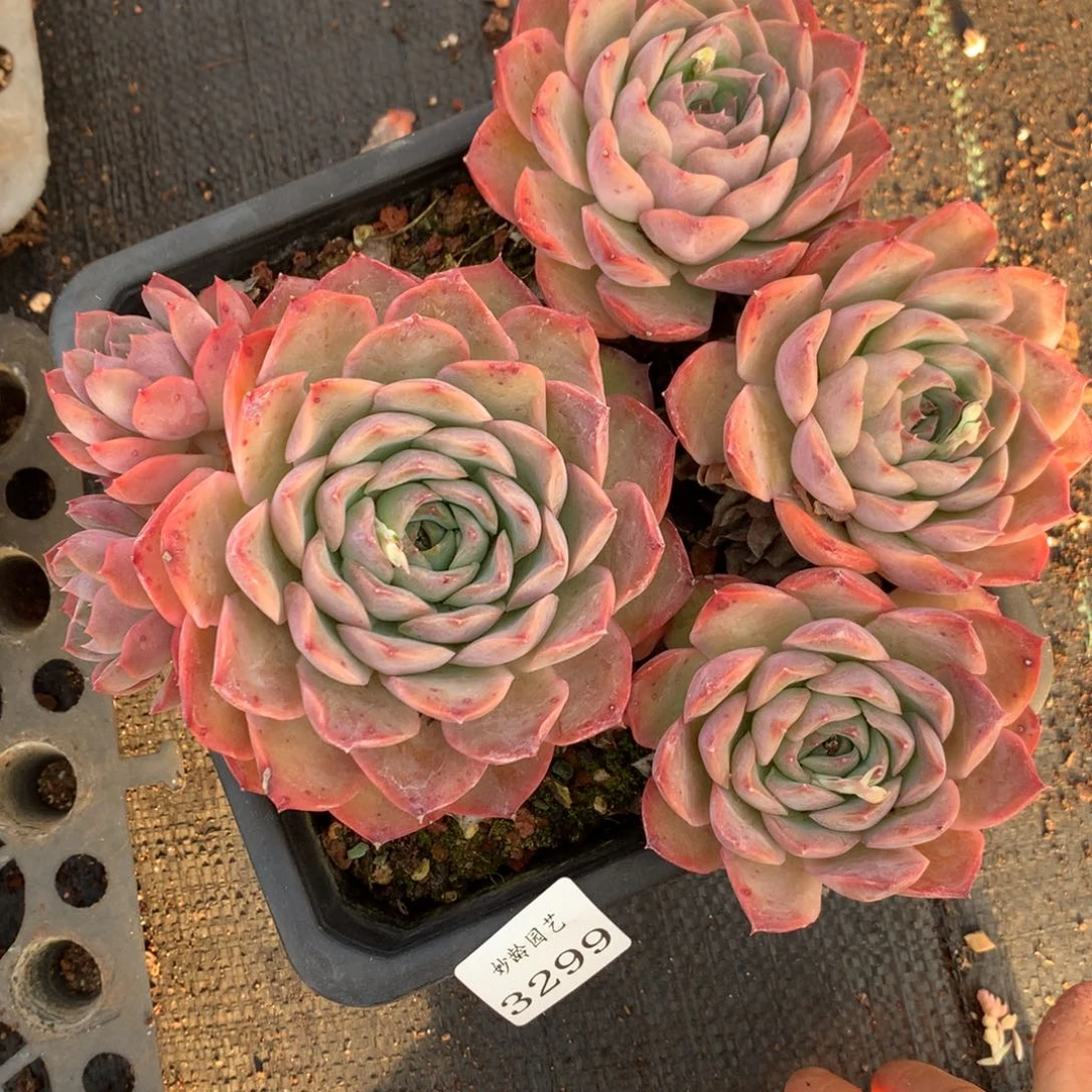 3299杂交精品基地20厘米