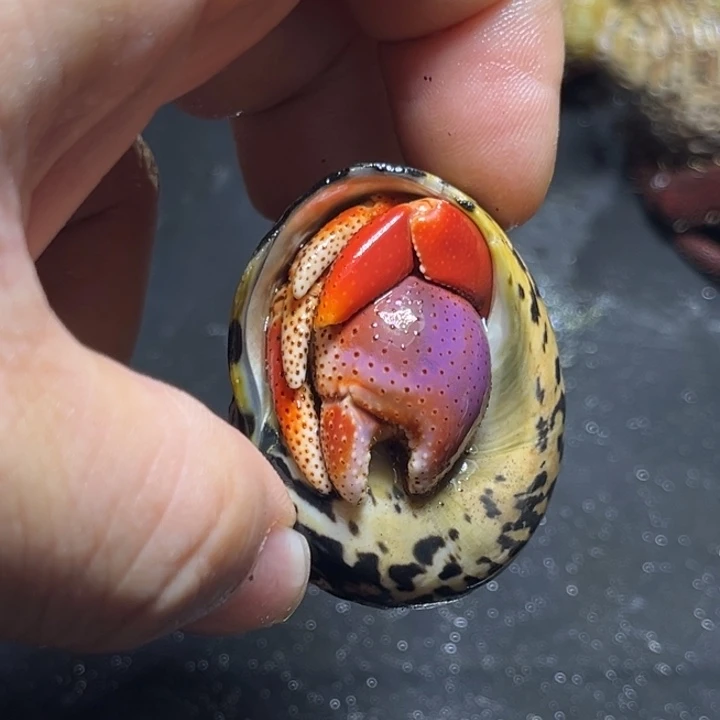 西伯2.5口径，祎缘
