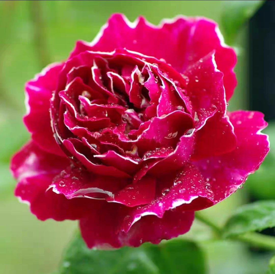 [紫袍玉带] 浓香型藤本月季耐热好养盆栽花卉