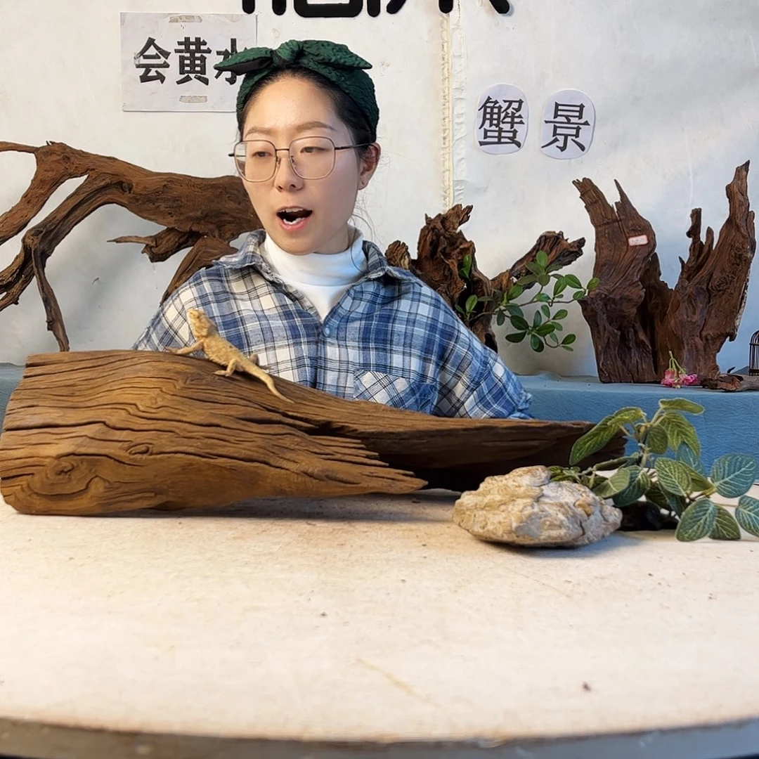 沉木造景寄居蟹造景