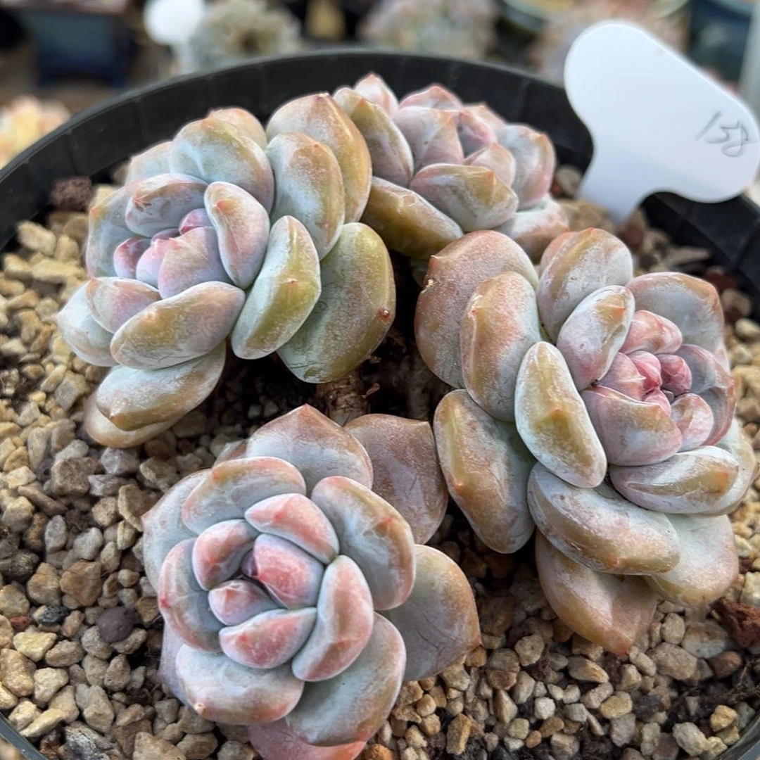 四头趴地超级短肥圆
