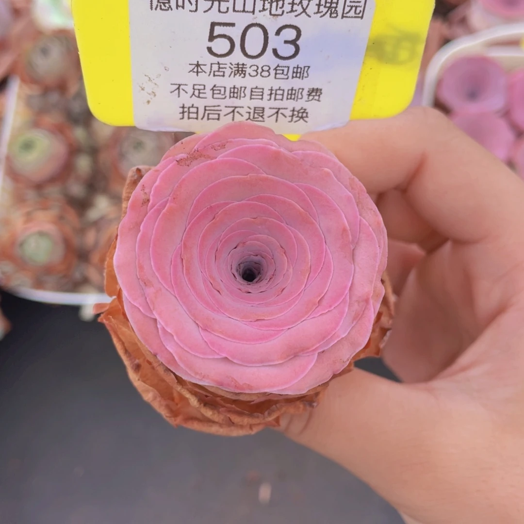 心****山地玫瑰503满38包邮裸根发货