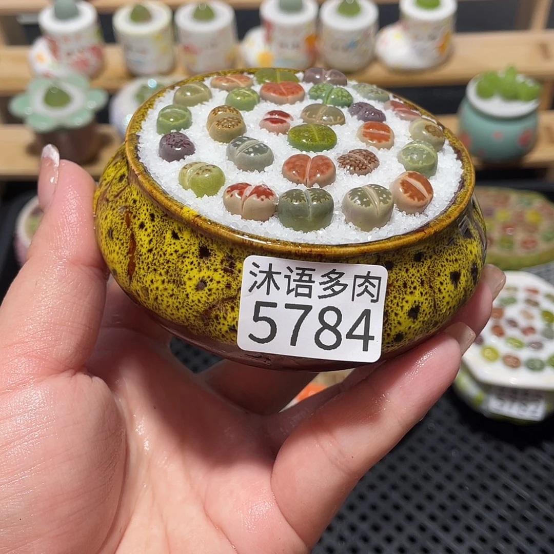 带盆土植物 一物一拍5784