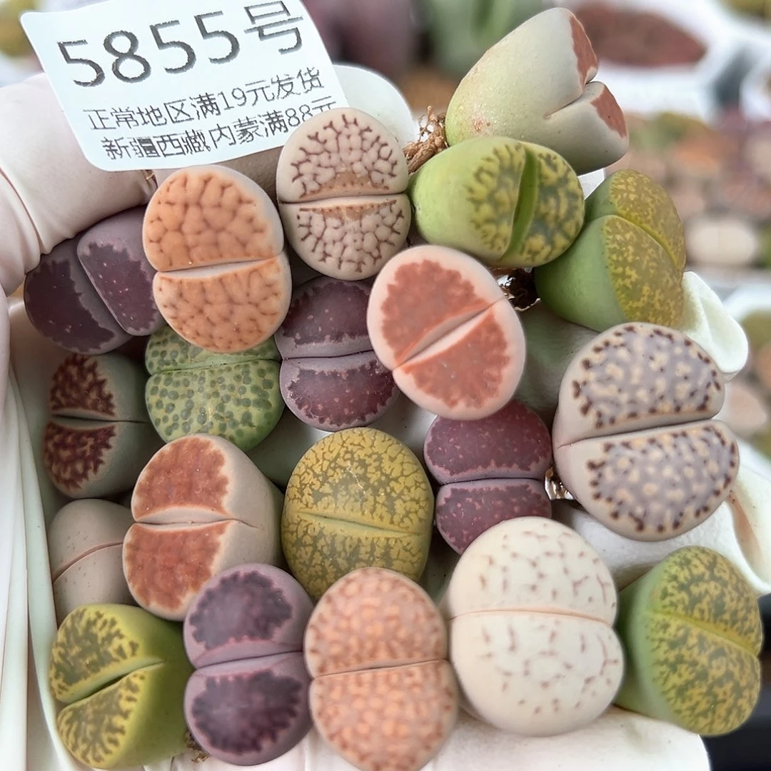 5855 好养易活生石花大母本20个