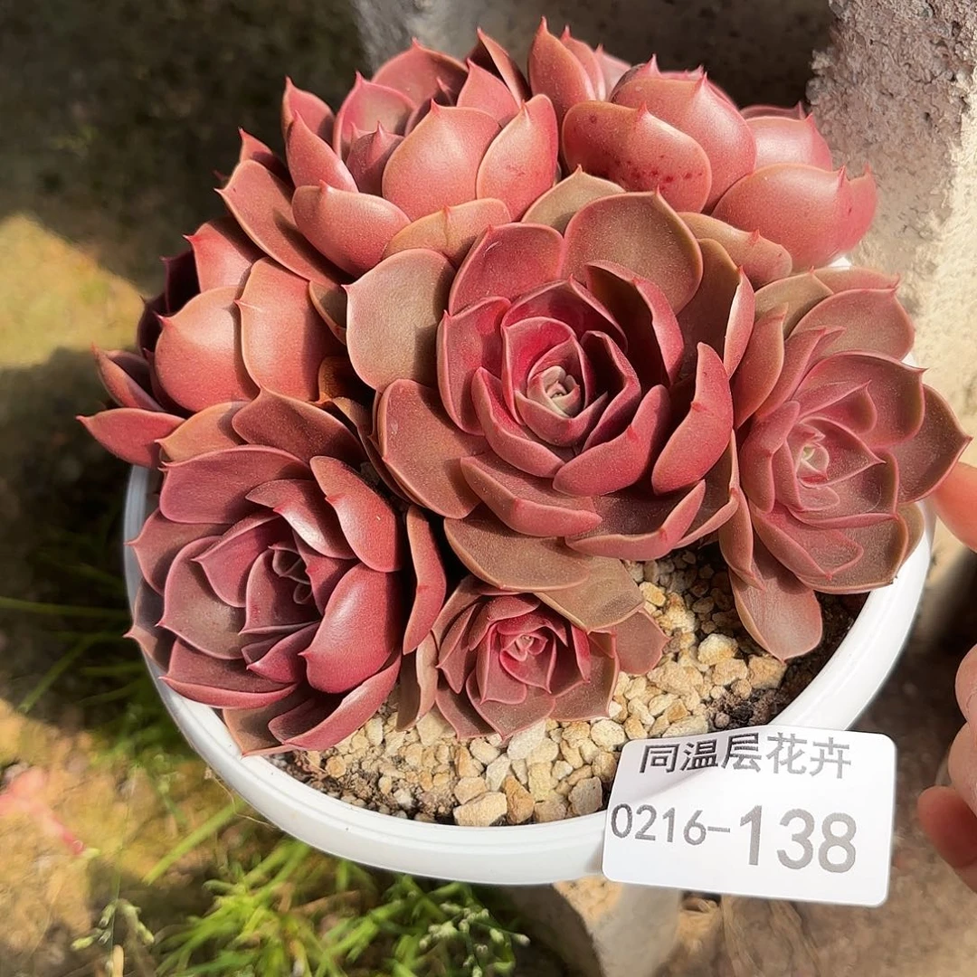 用****7同温层多肉红灯135