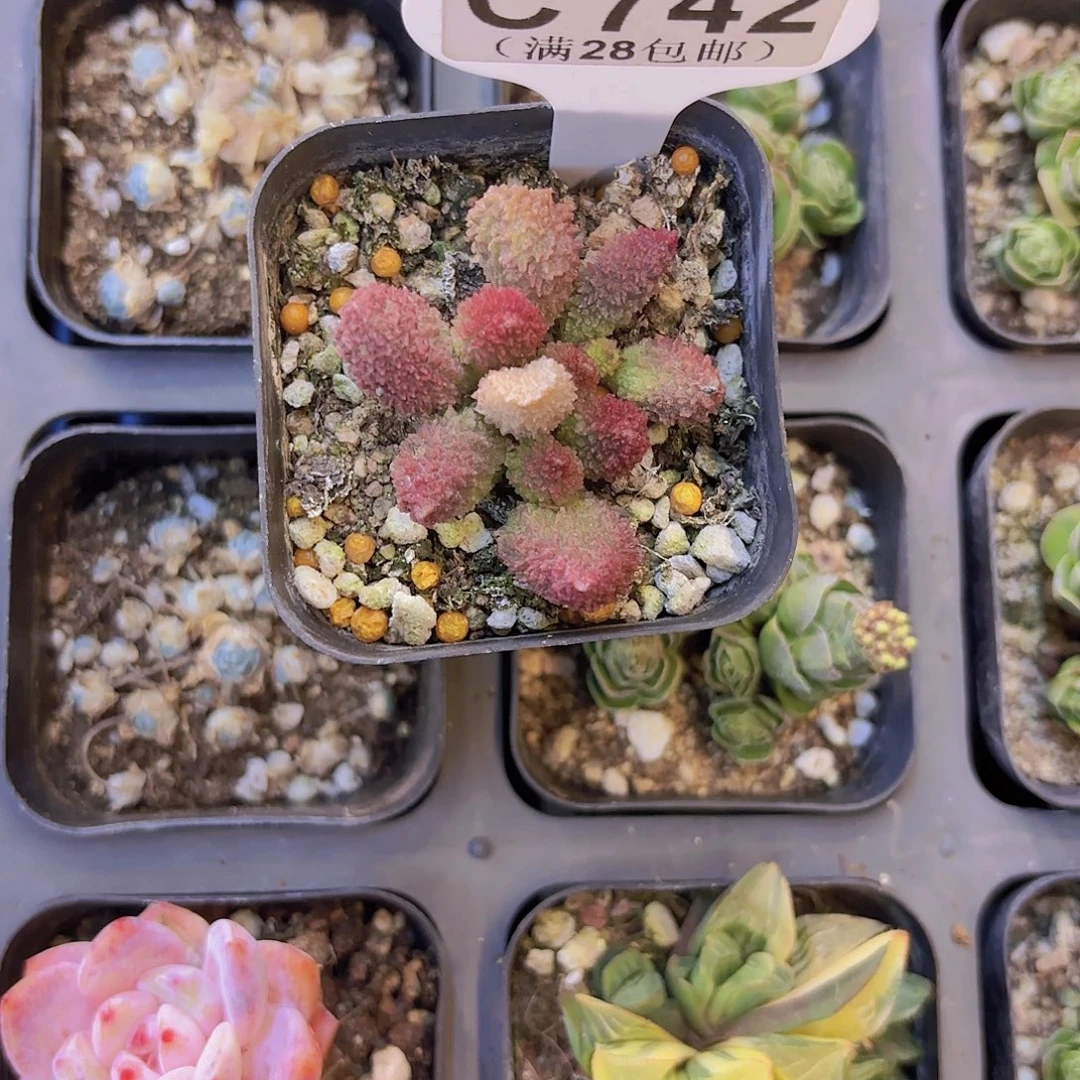 C742朱子语一物一拍