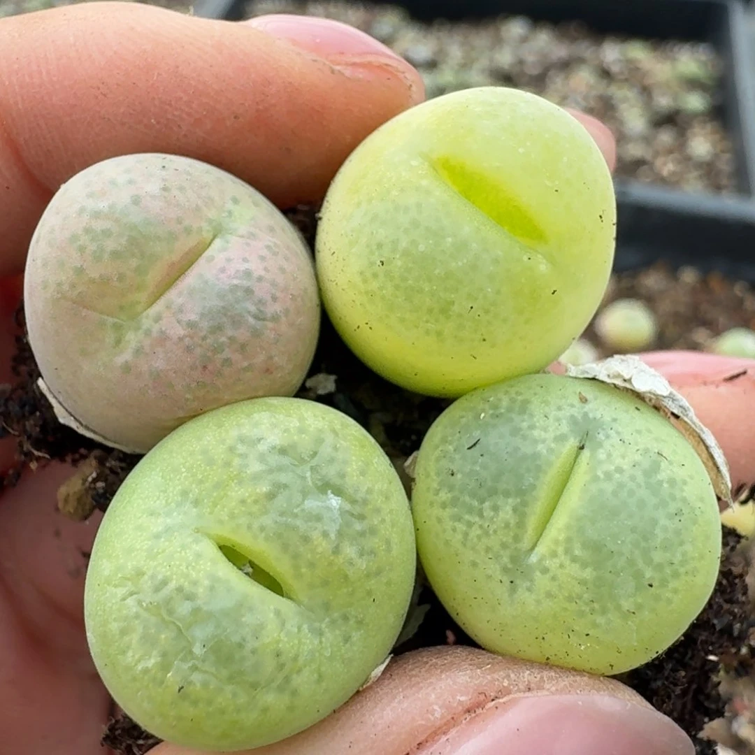 316四颗翠光00000000000