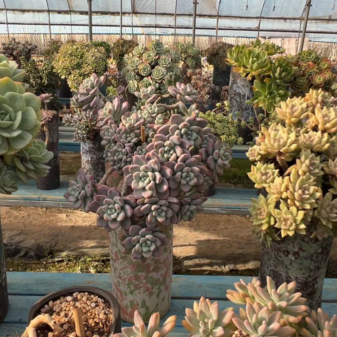 精品红洛神妖桩 裸肉