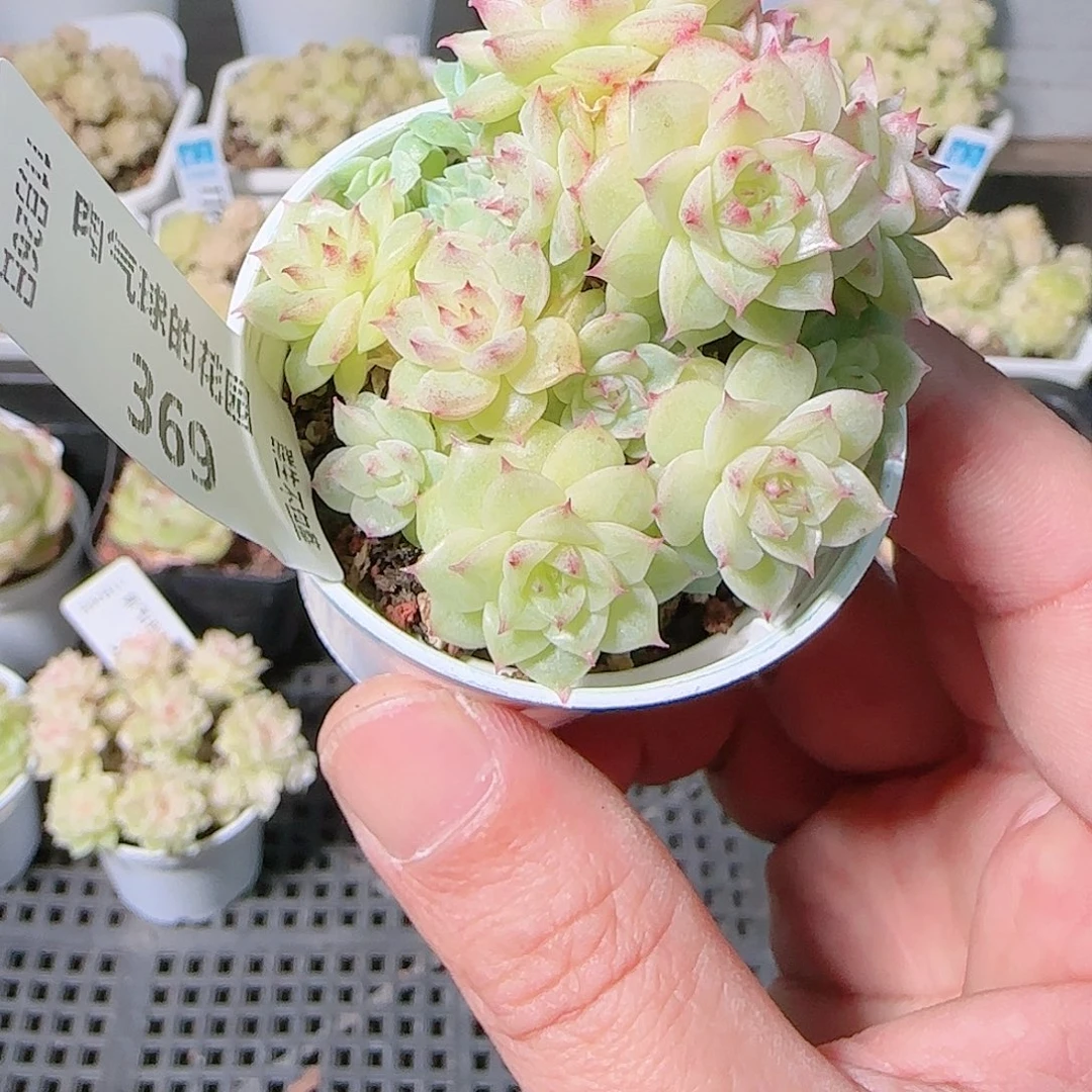 1126-369群生不包整