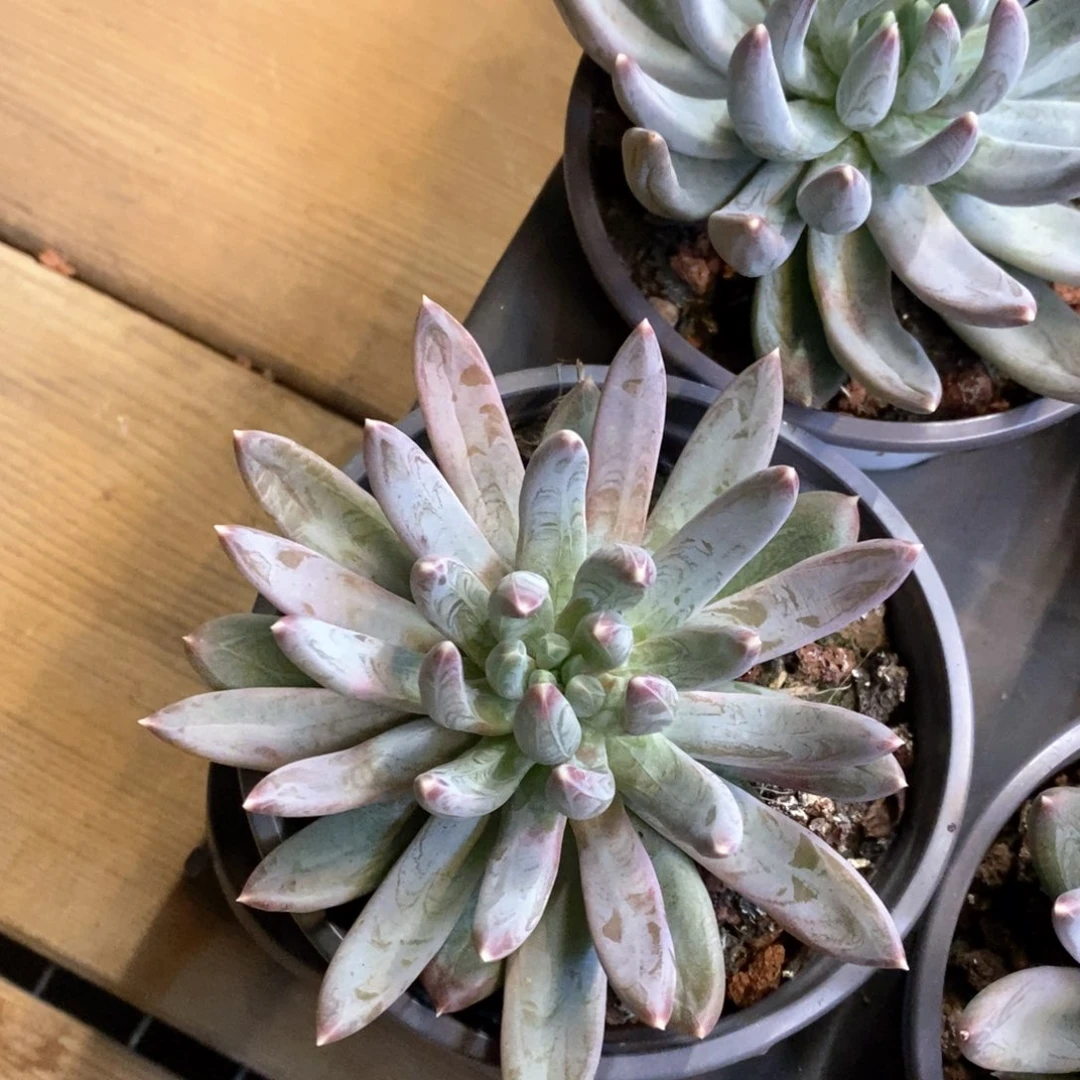 138。炫彩星。单头。