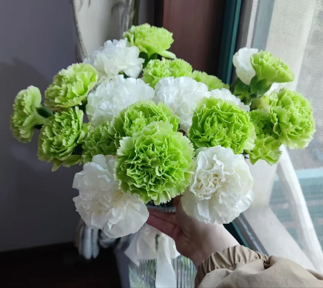 [白绿单头康乃馨 清新组合 ] 任意2单发顺丰/德邦  云南鲜花
