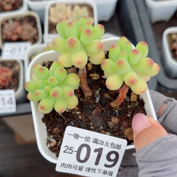 果冻乙女心无盆土发货无