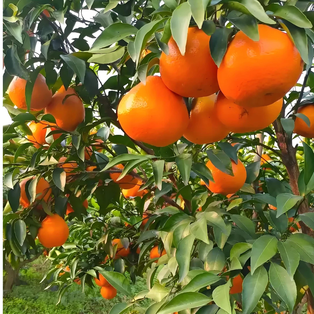 四川新鲜水果手剥耙耙柑香甜多汁现摘现发爽口爆汁