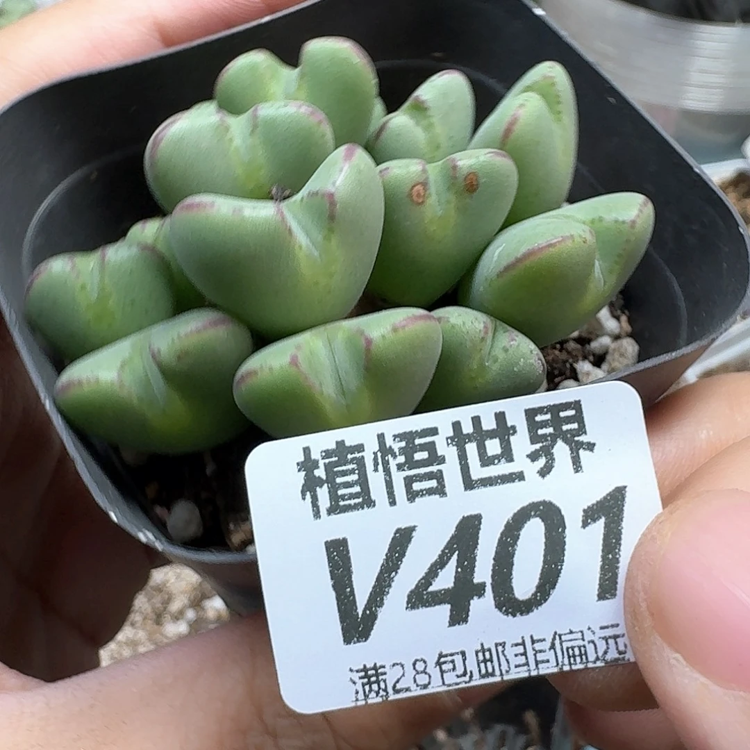 多肉植物的润泽的多