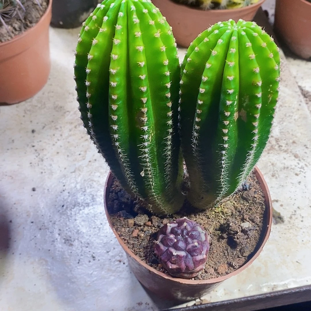 金刚111111111111个