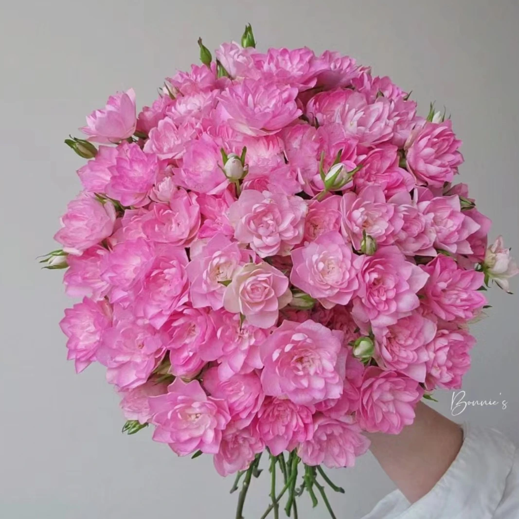 多头天荷繁星玫瑰鲜切花地直发顺丰发货