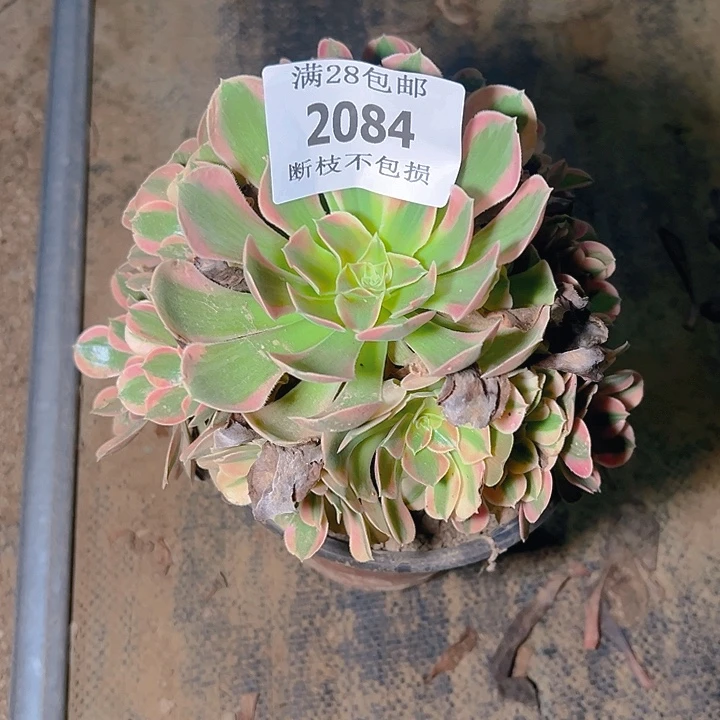 2084粉女郎多肉植物