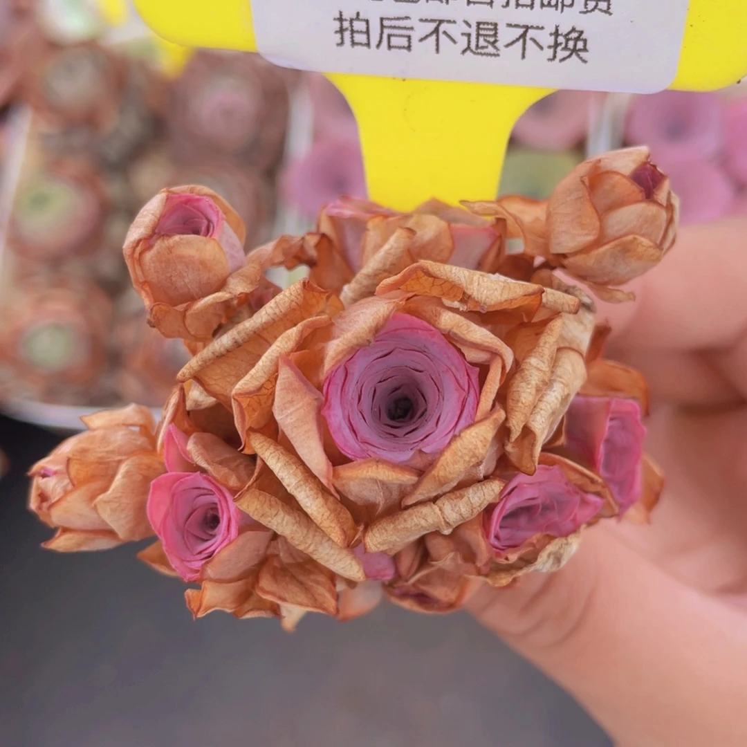 山地玫瑰629满 38包邮裸根发货
