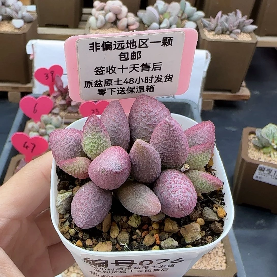 076糖果多肉植物