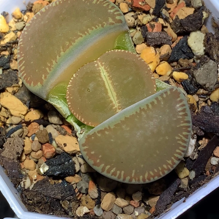 精品多肉植物全窗流水
