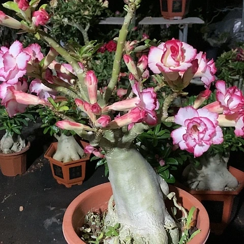 【闪购商品】无花朵Z*绿植