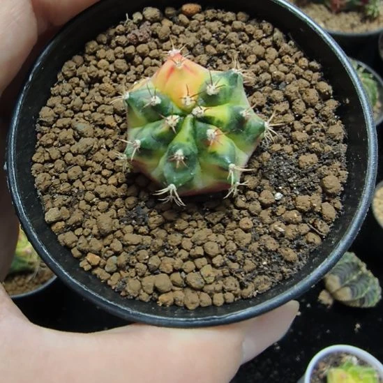 枫叶侧芽自根带盆土发货