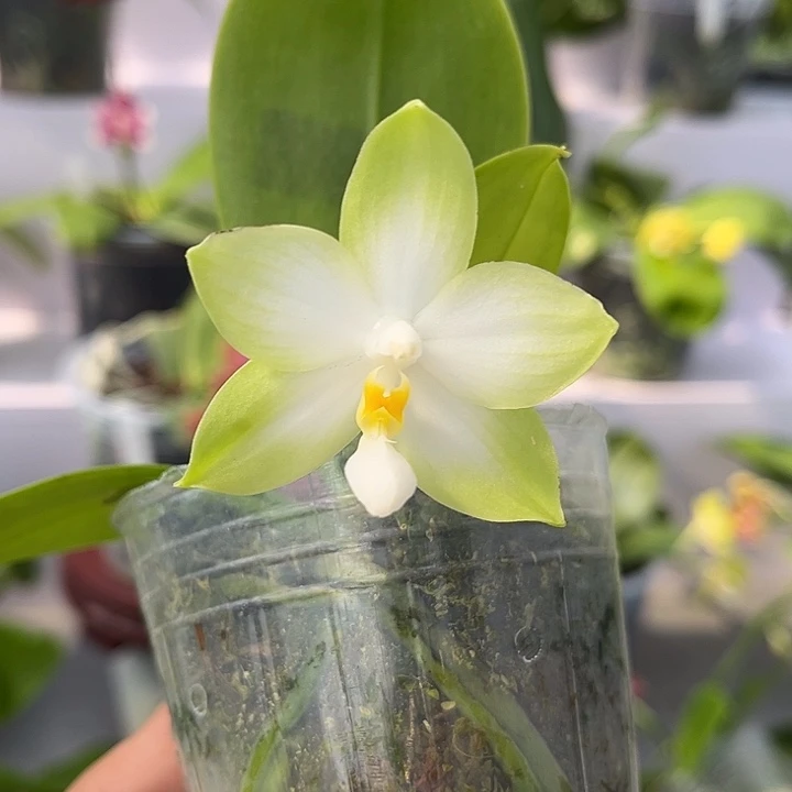 全部花苞2.5寸杯BKH2201